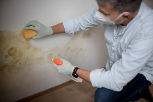 Home Mold Removal in Warsaw, VA