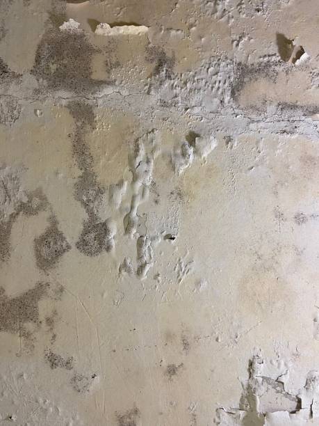 Best Black Mold Removal  in Warsaw, VA