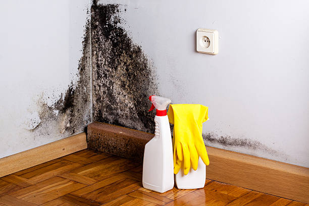 Best Professional Mold Removal  in Warsaw, VA