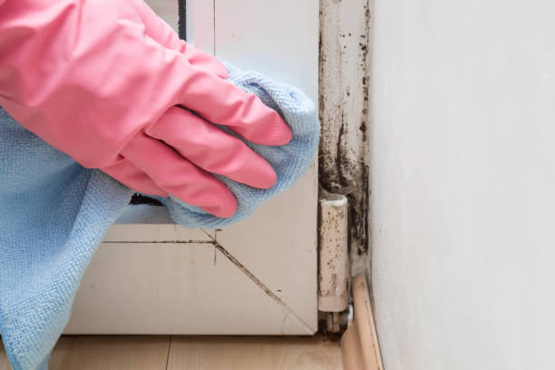 Best Mold Removal Company Near Me  in Warsaw, VA