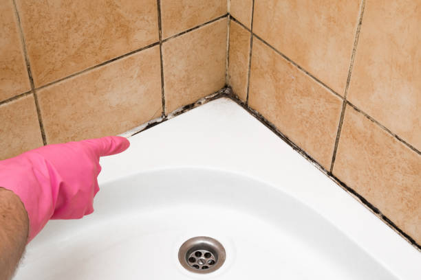 Best Affordable Mold Removal  in Warsaw, VA